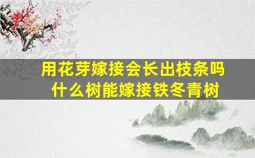 用花芽嫁接会长出枝条吗 什么树能嫁接铁冬青树